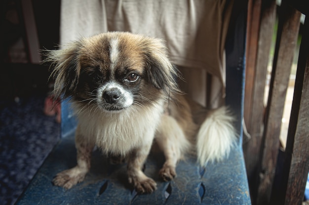 Hund mit Beinwunde