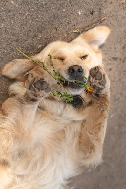 Foto hund mit blume