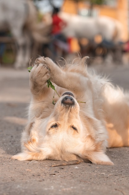 Hund mit Blume