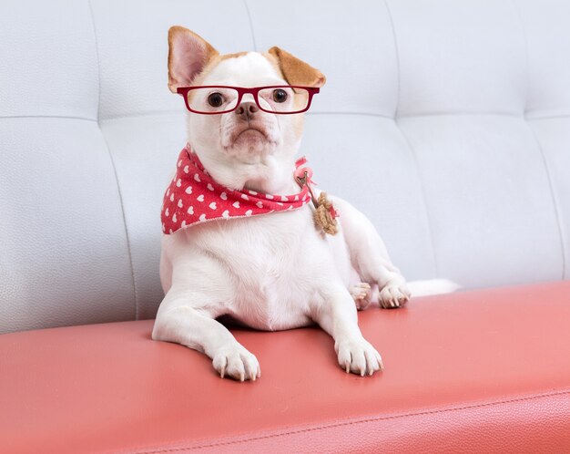 Hund mit Brille auf Sofa