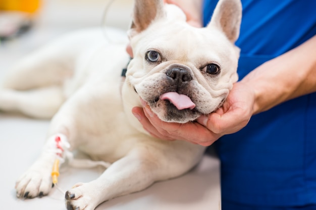 Hund mit dem Tropfenzähler, der auf Tabelle im Veterinärkrankenhaus liegt