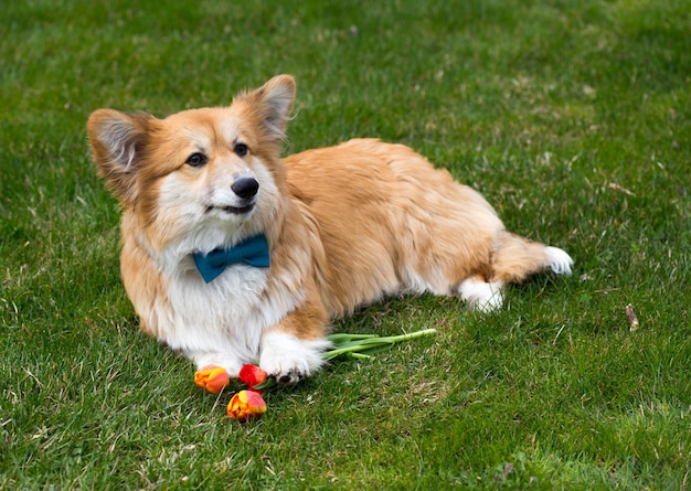 Hund mit der Blume auf einem Gras liegend