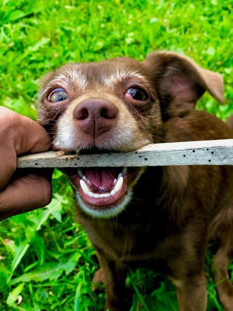 Foto hund mit der hand auf dem gras