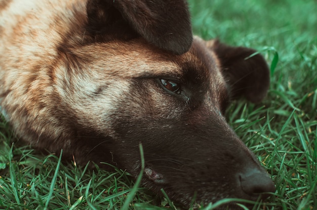 Hund mit der schwarzen Schnauze auf dem Gras