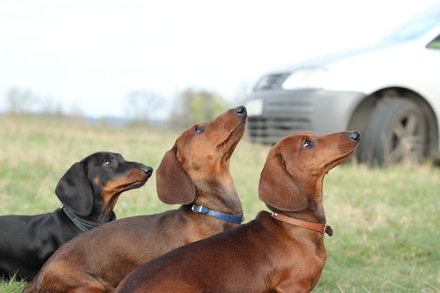 Hund mit drei Dackeln, der den Besitzer im Freien anschaut