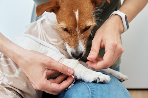 Hund mit einem Verband an der Pfote Haustierpflege