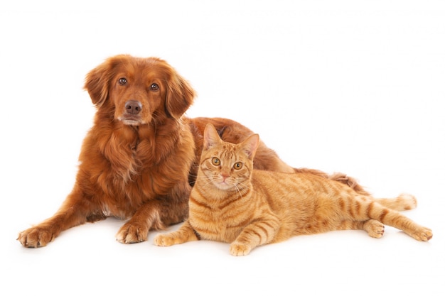 Hund mit einer Ingwerkatze lokalisiert auf weißem Hintergrund