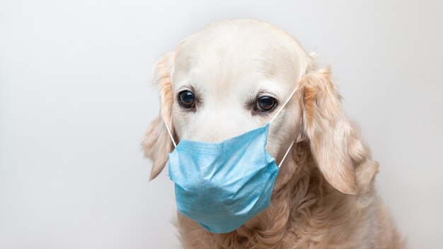 Hund mit Gesichtsmaske