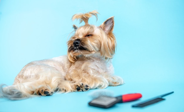 Hund mit Haarschnitt Den Hund bürsten Blauer Hintergrund Pflegekonzept Auf dem Boden kämmen