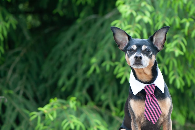 Hund mit Krawatte hinter einem Arbeitsplatz im Freien, Thema Harmonie am Arbeitsplatz, Thema Fernarbeit