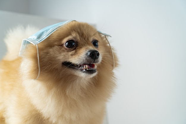 Hund mit Luftverschmutzungsmaske zum Schutz von Staub PM2.