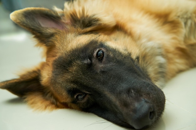 Hund mit Meister und Liebe zum Haustier