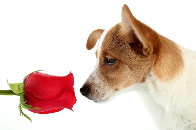 Hund mit roter Rose, isoliert auf weiß