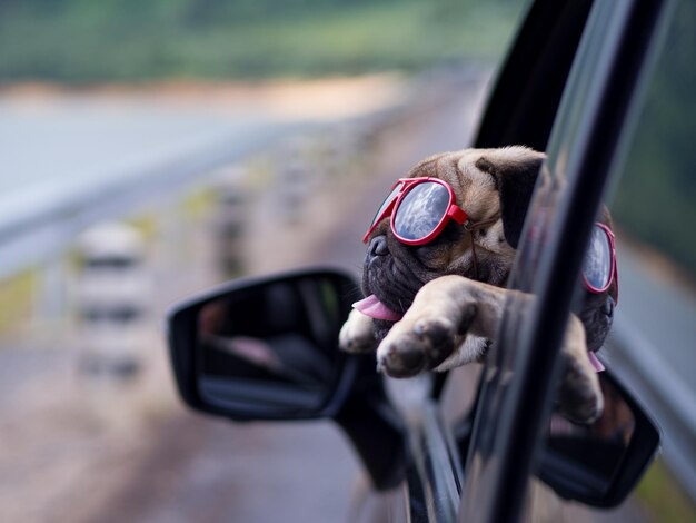 Hund mit Sonnenbrille im Auto