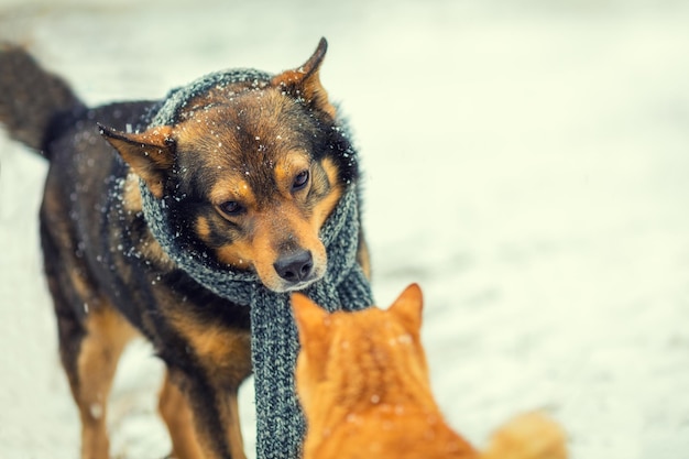 Hund mit um den Hals gebundenem Strickschal und Katze, die sich im Winter gegenseitig beschnuppern