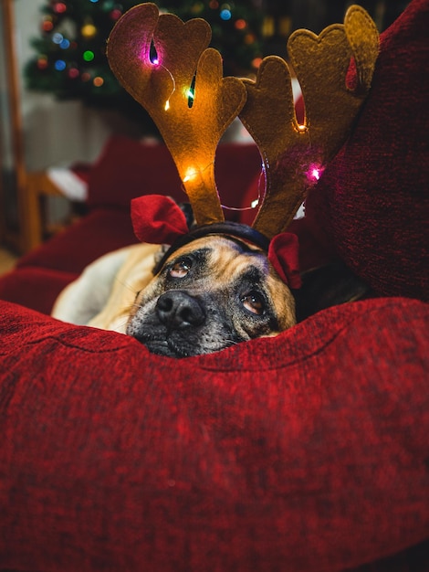 Hund mit Weihnachtsschmuck auf dem Sofa liegend