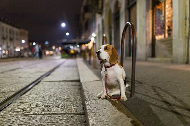 Hund nachts draußen allein auf der Straße angebunden