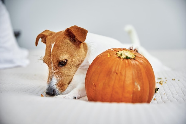 Hund nagt drinnen orangefarbenen Kürbis