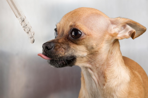 Hund nimmt ätherisches Öl aus der Pipette. Nahrungsergänzungsmittel für Haustiere