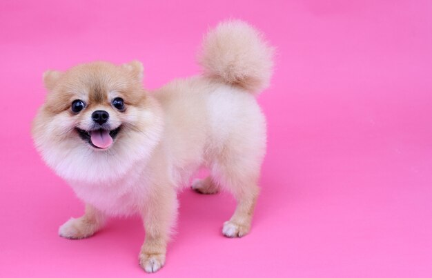 Hund Pomeranian.