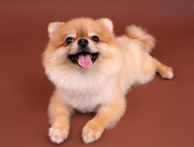 Hund Pomeranian.