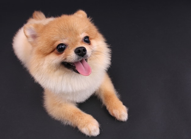 Hund Pomeranian.