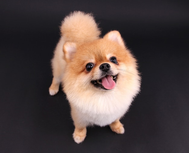 Hund Pomeranian.