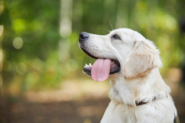 Hund-Porträt Golden Retriever klebt seine Zunge weichen grünen Hintergrund Golden Retriever Hund