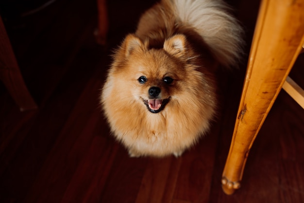 Hund rothaariger Spitz steht auf Holzboden und streckt freudig seine Zunge heraus