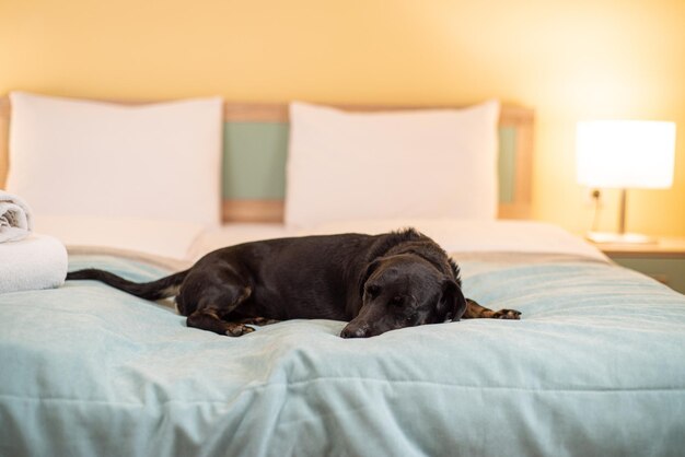 Hund ruht auf einem Bett