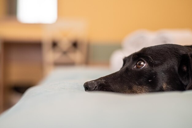 Hund ruht auf einem Bett