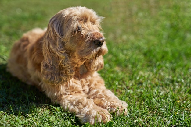 Hund ruht sich auf dem Feld aus