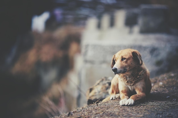 Foto hund ruht sich auf dem feld aus