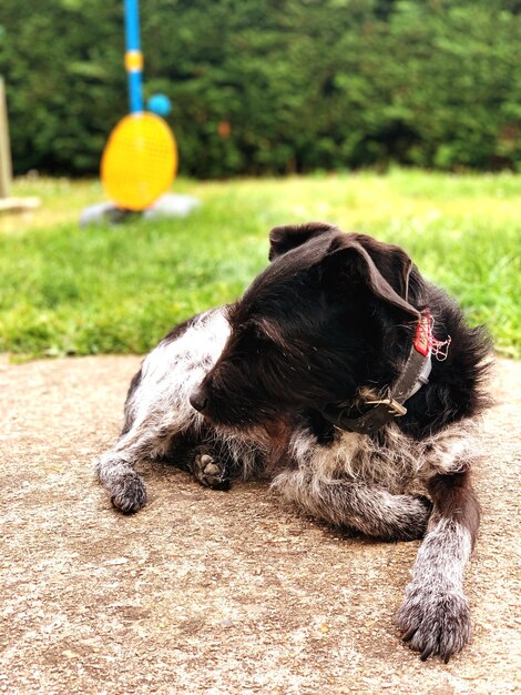 Foto hund ruht sich auf einem feld aus