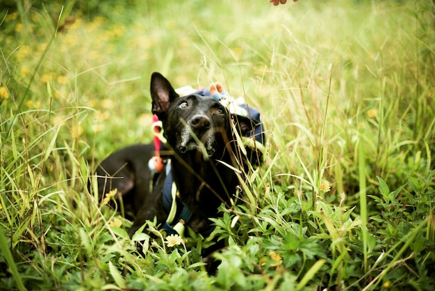 Hund ruht sich auf einem grasbewachsenen Feld aus