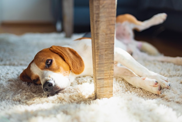 Hund ruht zu Hause auf einem Teppich