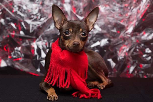 Hund Russischer Toy Terrier. Feiertag Weihnachten.