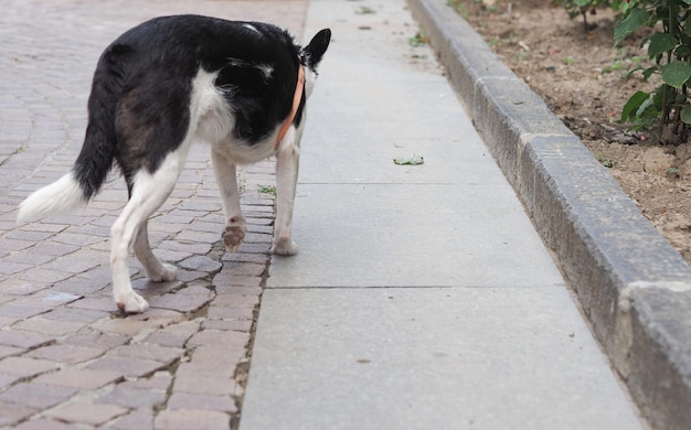 Hund Säugetier Tier