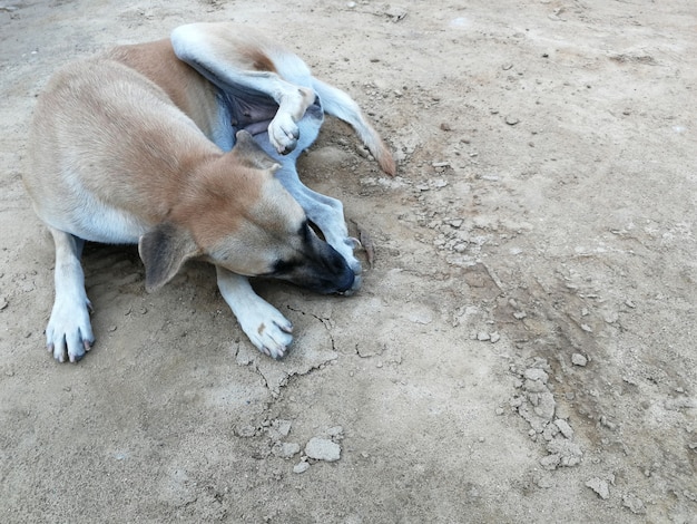 Hund sauberes Bein auf Bodenboden