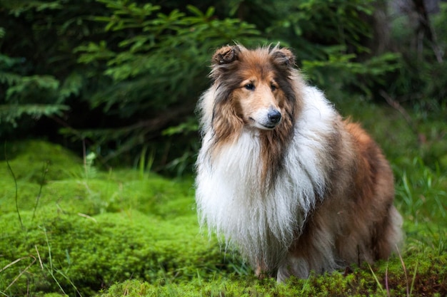 Hund schaut ab, während er an Land steht