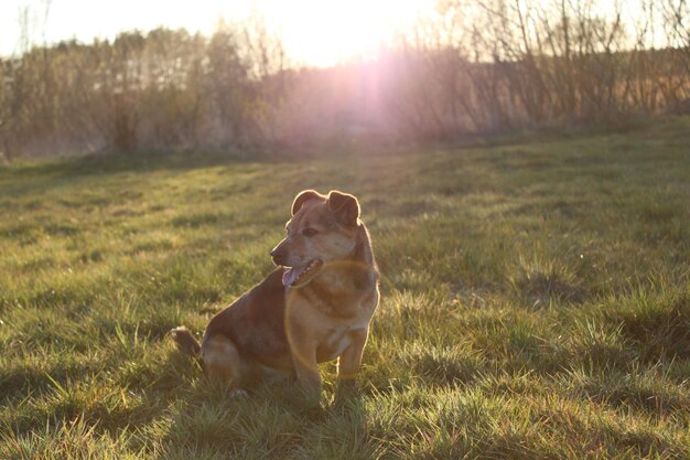 Hund schaut bei Sonnenuntergang auf dem Feld weg