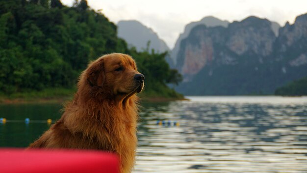 Hund schaut in den See weg