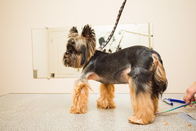 Hund schaut weg, während er auf dem Boden läuft