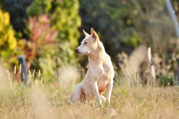 Hund schaut weg, während er auf dem Gras sitzt
