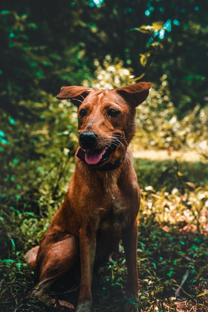 Hund schaut weg, während er im Wald sitzt