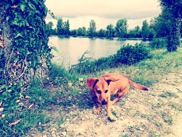 Foto hund schaut weg