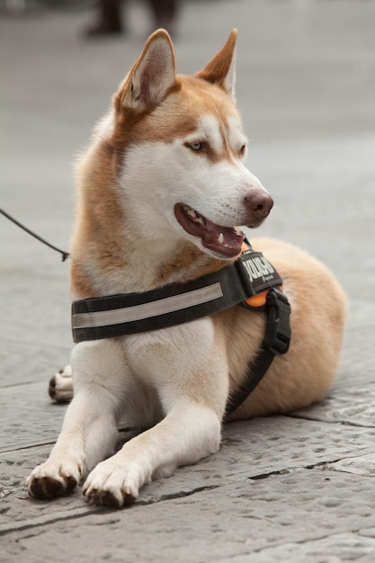 Hund schaut weg