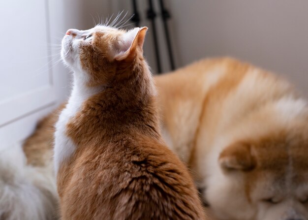 Hund schläft auf dem Boden und eine Katze