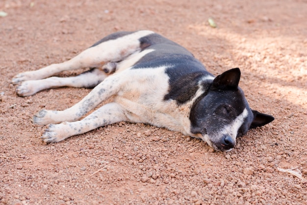 Hund schläft auf dem Boden