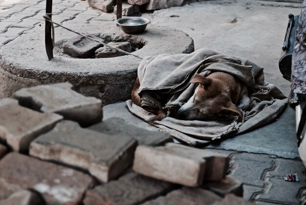 Hund schläft auf dem Bürgersteig